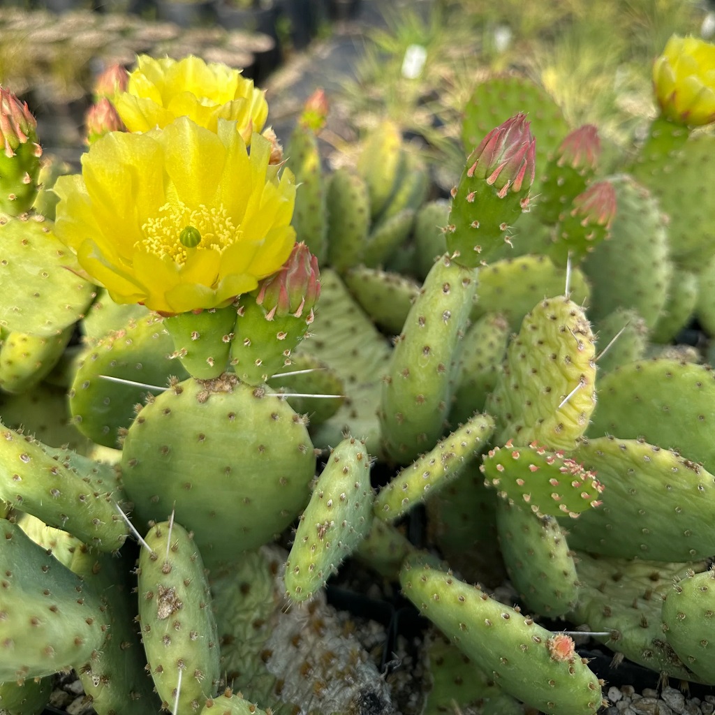 Opuntia macrorhiza