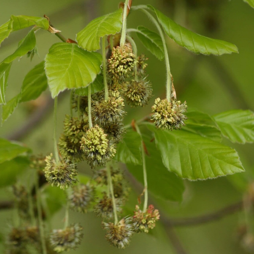 Fagus grandifolia
