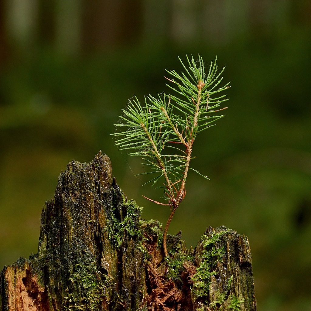 Propagating Trees from Seed