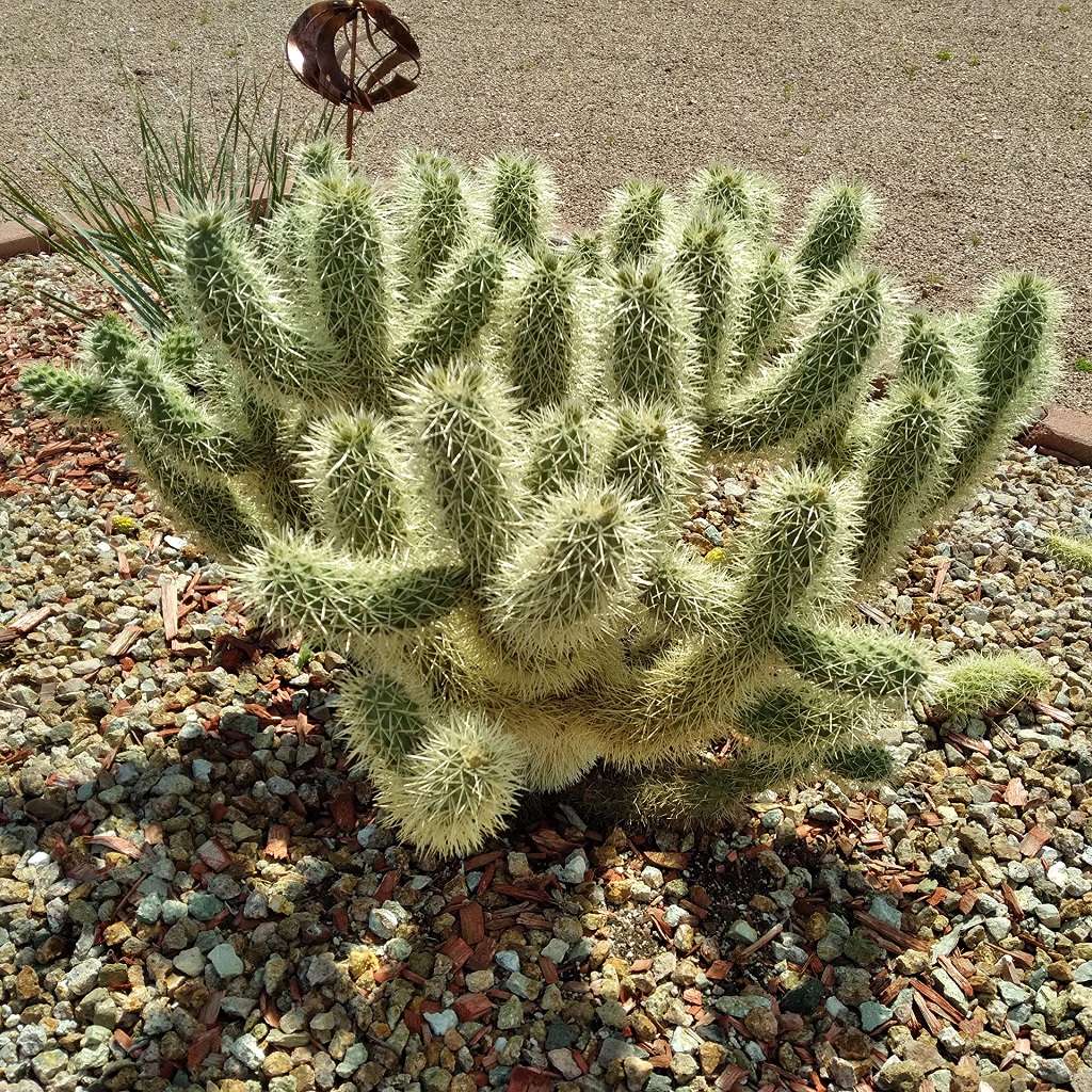 Cylindropuntia bigelovii