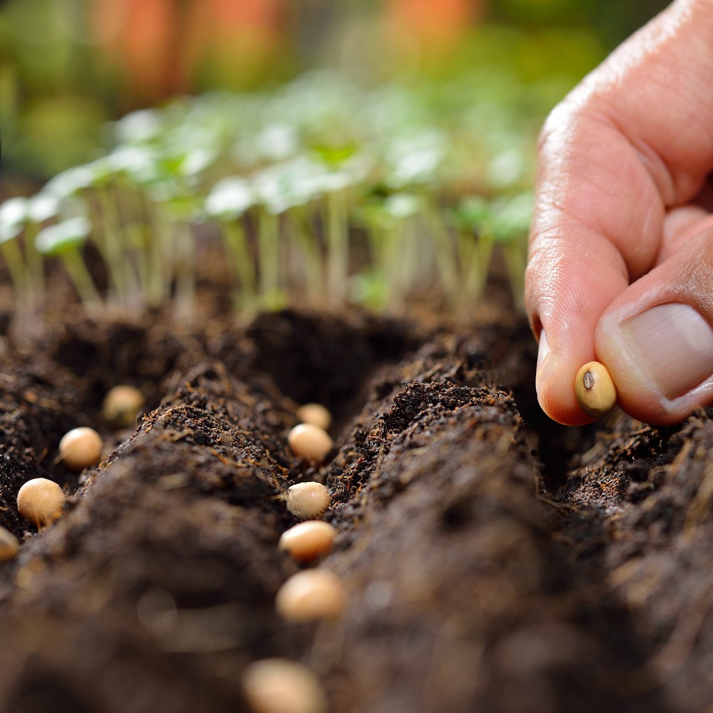 Seeds vs. Starts: Choosing the Right Beginning for Your Garden Plants