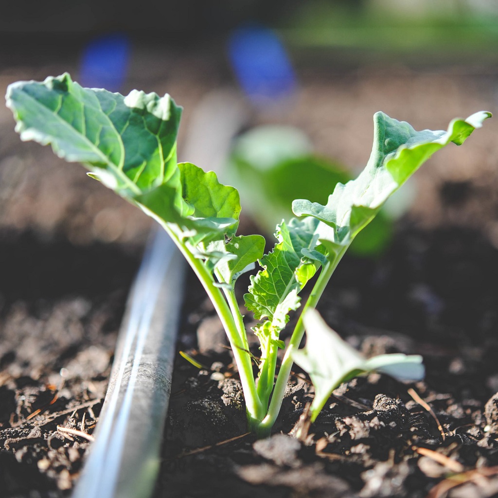 Drip, Drip, Hooray! Embracing Efficient Irrigation in Your Garden