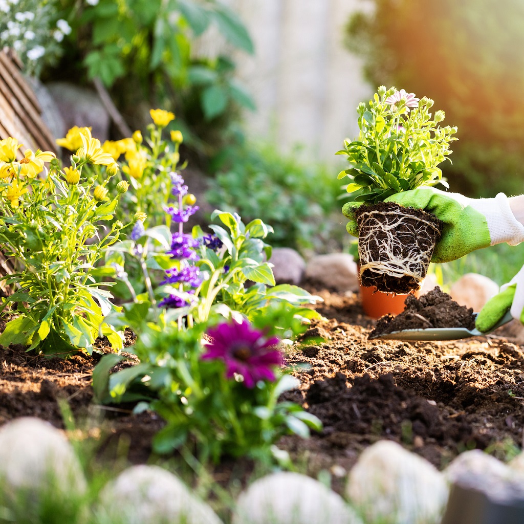 Spring into Action: Essential Garden Tasks for the Awakening Season